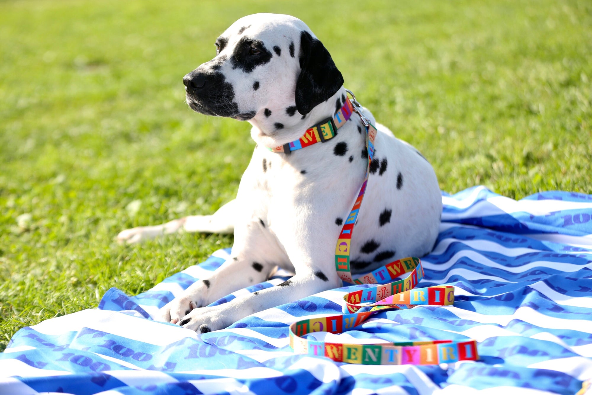 Dog Collar &amp; Leash Set